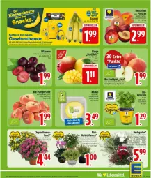 Gazetka promocyjna Edeka - Prospekte - Gazetka - ważna od 29.08 do 29.08.2026 - strona 5 - produkty: Draht, Garten, lebensmittel, pflanze, pflanzen, Ti