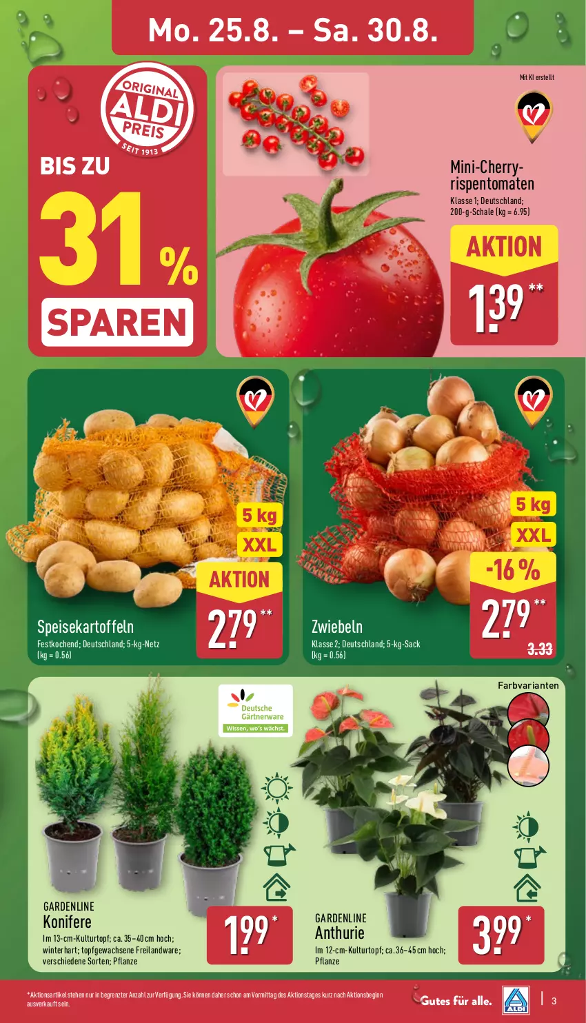 Aktueller Prospekt Aldi Nord - Von Montag - von 25.08 bis 30.08.2025 - strona 3 - produkty: Blüte, Brei, eis, gin, kartoffel, kartoffeln, Konifere, kulturtopf, pflanze, Ria, rispentomaten, sac, Schal, Schale, speisekartoffeln, Ti, tomate, tomaten, topf, ZTE, zwiebel, zwiebeln