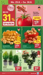 Gazetka promocyjna Aldi Nord - Von Montag - Gazetka - ważna od 30.08 do 30.08.2025 - strona 3 - produkty: Blüte, Brei, eis, gin, kartoffel, kartoffeln, Konifere, kulturtopf, pflanze, Ria, rispentomaten, sac, Schal, Schale, speisekartoffeln, Ti, tomate, tomaten, topf, ZTE, zwiebel, zwiebeln