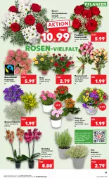 Gazetka promocyjna Kaufland - Prospekt - Gazetka - ważna od 14.06 do 14.06.2023 - strona 15 - produkty: angebot, angebote, blume, blumen, chrysanthemen, kräuter, kräutern, küche, Küchen, orchidee, pflanze, pflanzen, Ria, rosen, Rosenstrauß, rwe, Ti, topf, topf ø 12 cm