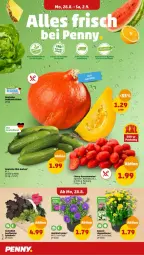 Gazetka promocyjna Penny - Prospekte - Gazetka - ważna od 02.09 do 02.09.2023 - strona 4 - produkty: gurke, gurken, korb, Kürbis, mini-gurken, Romatomaten, tomate, tomaten, topf