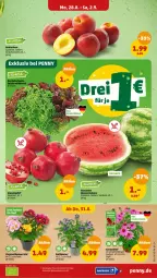 Gazetka promocyjna Penny - Prospekte - Gazetka - ważna od 02.09 do 02.09.2023 - strona 5 - produkty: blume, chrysanthemen, melone, payback, topf, wasser, wassermelone