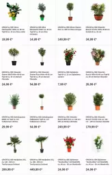 Gazetka promocyjna Obi - Prospekte - Gazetka - ważna od 10.01 do 10.01.2024 - strona 10 - produkty: citrus, dip, dipladenia, lachs, olive, oliven, Schal, Schale, Ti, topf