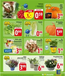 Gazetka promocyjna Edeka - Prospekte - Gazetka - ważna od 17.10 do 17.10.2026 - strona 5 - produkty: acer, ananas, beere, beeren, bio, braun, champignon, champignons, chrysanthemen, deka, eis, erdbeere, erdbeeren, honig, Kürbis, Lauchzwiebel, lauchzwiebeln, Leuchte, leuchten, mango, melone, obst, petersilie, pflanze, Physalis, radieschen, reis, salat, Schal, Schale, topf, trauben, zwiebel, zwiebeln