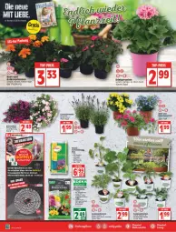 Gazetka promocyjna Edeka - Angebote der Woche - Gazetka - ważna od 21.05 do 21.05.2022 - strona 4 - produkty: balkonpflanzen, Bau, blume, blumen, blumenerde, deka, ente, erde, Garten, geranie, geranien, gurke, gurken, kräuter, lavendel, LG, obst, paprika, pflanze, pflanzen, Ti, topf, zucchini