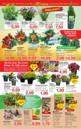 Gazetka promocyjna Jawoll - Prospekte - Gazetka - ważna od 29.10 do 29.10.2022 - strona 7 - produkty: Alpenveilchen, Bau, beere, blume, blumen, blumenerde, Blüte, chrysanthemen, dekoration, dünger, eis, elle, erde, Garten, Grünpflanzen, kirsch, LG, Pachira, pflanze, pflanzen, pflanzerde, rasen, rasendünger, Rauch, reis, Ria, sac, Schal, Schale, Schmuck, Ti, topf, Zement, zwiebel, zwiebeln