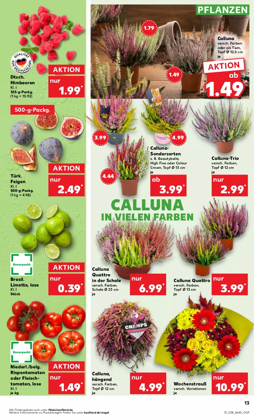 Aktueller Prospekt Kaufland - Prospekt - von 21.09 bis 27.09.2023 - strona 13 - produkty: angebot, angebote, beere, beeren, eis, elle, Feigen, fleisch, himbeer, himbeere, himbeeren, LG, limette, Mett, pflanze, pflanzen, Ria, rispentomaten, Schal, Schale, Ti, tomate, tomaten, topf, topf ø 12 cm