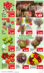 Gazetka promocyjna Kaufland - Prospekt - Gazetka - ważna od 27.09 do 27.09.2023 - strona 13 - produkty: angebot, angebote, beere, beeren, eis, elle, Feigen, fleisch, himbeer, himbeere, himbeeren, LG, limette, Mett, pflanze, pflanzen, Ria, rispentomaten, Schal, Schale, Ti, tomate, tomaten, topf, topf ø 12 cm