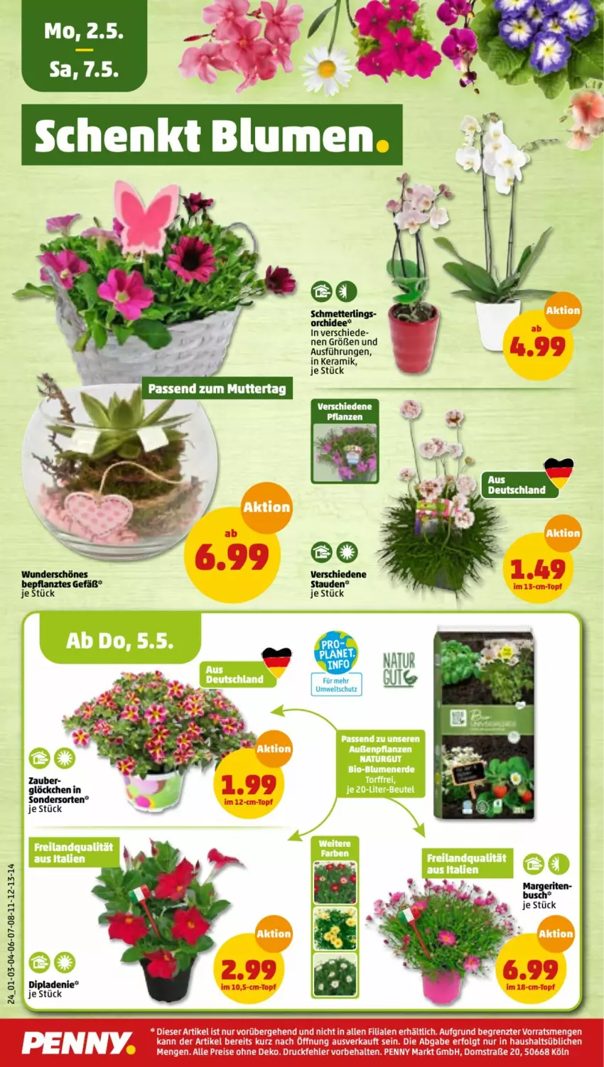 Aktueller Prospekt Penny - Prospekte - von 02.05 bis 07.05.2022 - strona 24 - produkty: dip, Mett, orchidee, Schmetterling, stauden, ZTE