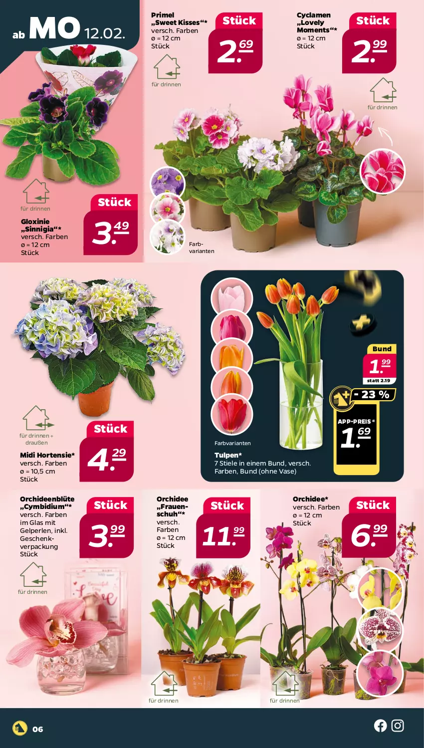 Aktueller Prospekt Netto - Woche 7 - von 12.02 bis 17.02.2024 - strona 6 - produkty: Blüte, eis, hortensie, orchidee, orchideen, perlen, reis, Ria, Ti, Vase
