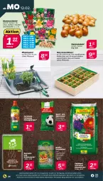Gazetka promocyjna Netto - Woche 7 - Gazetka - ważna od 17.02 do 17.02.2024 - strona 24 - produkty: auer, bio, blume, blumen, blumenerde, dahlie, dünger, erde, flüssigdünger, Gladiolen, Holz, kräuter, pflanze, pflanzen, rasen, Sport, stauden, Ti, Wanne, wasser, ZTE, zwiebel, zwiebeln