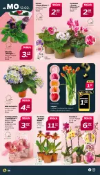 Gazetka promocyjna Netto - Woche 7 - Gazetka - ważna od 17.02 do 17.02.2024 - strona 6 - produkty: Blüte, eis, hortensie, orchidee, orchideen, perlen, reis, Ria, Ti, Vase