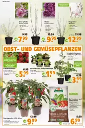 Gazetka promocyjna  - Prospekt für Globus Baumarkt  Achern - Gazetka - ważna od 02.04 do 02.04.2022 - strona 3 - produkty: beere, beeren, beispielabbildung, bio, chili, Container, dünger, eis, erdbeere, erdbeeren, Erdbeerpflanze, erde, flieder, Garten, Gemüseerde, gurke, gurken, LG, mac, obst, paprika, pflanze, pflanzen, pflanzerde, Rauch, ring, sac, salat, Schal, Schale, Ti, tisch, tomate, tomaten, topf, und gemüse