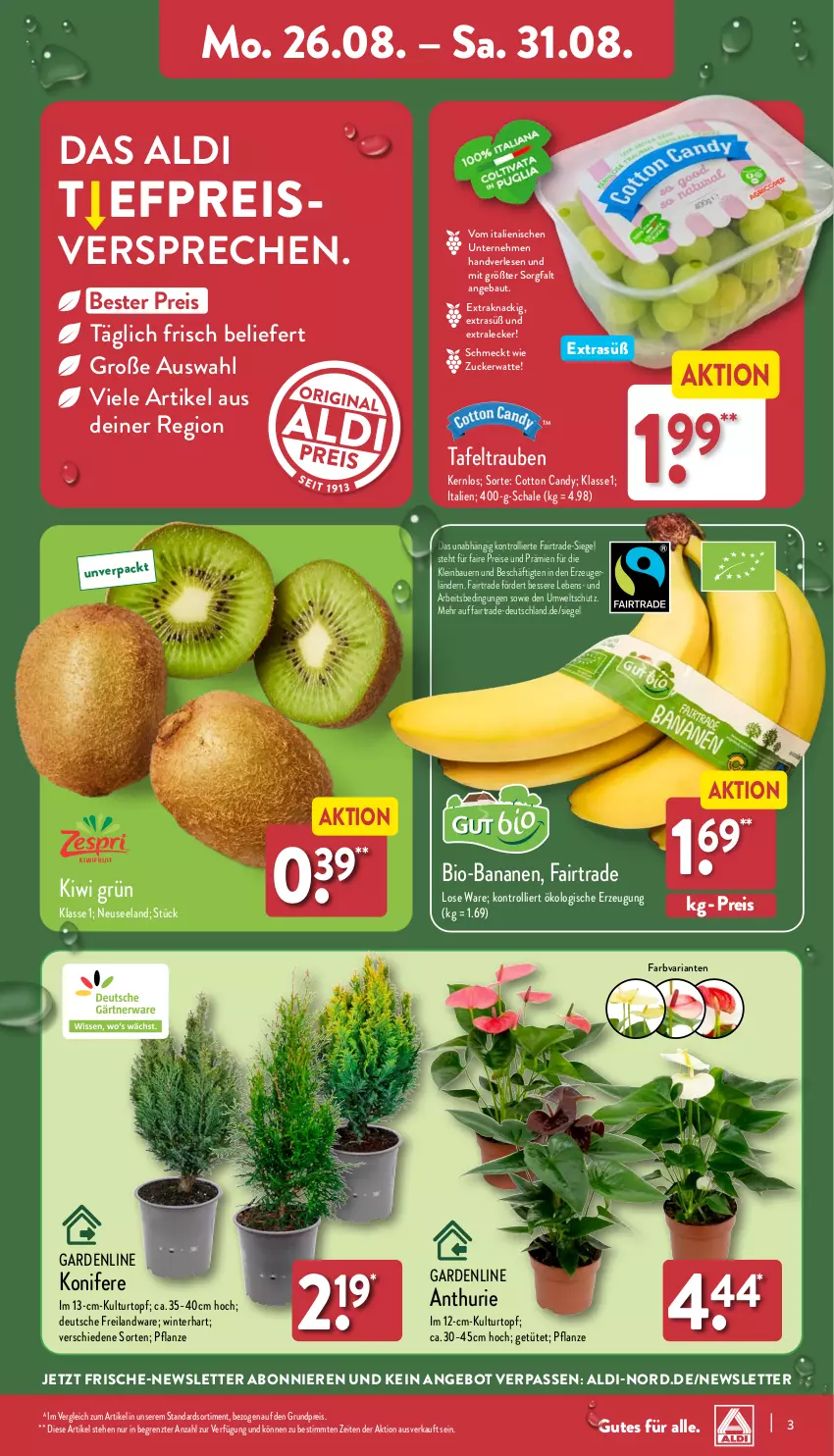 Aktueller Prospekt Aldi Nord - Von Montag - von 26.08 bis 31.08.2024 - strona 3 - produkty: aldi, angebot, auer, banane, bananen, Bau, Bauer, bio, bio-bananen, Blüte, Brei, eis, Elan, kiwi, Konifere, kulturtopf, pflanze, reis, Ria, Schal, Schale, tafeltrauben, Ti, topf, trauben, trolli, Tüte, ZTE, zucker