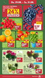 Gazetka promocyjna Aldi Nord - Von Montag - Gazetka - ważna od 31.08 do 31.08.2024 - strona 27 - produkty: aldi, Alpenveilchen, angebot, basilikum, beere, beeren, Blüte, Brei, eis, heidelbeere, heidelbeeren, himbeer, himbeere, himbeeren, Kalanchoe, kulturtopf, LG, orange, orangen, paprika, pflanze, pflanzen, reis, Ria, saft, Saftorangen, Schal, Schale, snack, Ti, tisch, topf, übertopf, ZTE