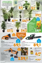 Gazetka promocyjna  - Gazetka - ważna od 04.01 do 04.01.2025 - strona 14 - produkty: Abba, akku, auer, auto, Bau, beutel, bio, blume, bürste, bürsten, Elektro, ente, fenster, Ficus, frucht, Grünpflanzen, Kette, koffer, ladegerät, monster, Monstera, pflanze, pflanzen, rapsöl, rel, säge, SANTE, Thea, Ti, tisch, topf, wasser, werkzeug