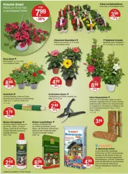 Gazetka promocyjna Vmarkt - Prospekte - Gazetka - ważna od 17.04 do 17.04.2024 - strona 20 - produkty: angebot, angebote, balkonpflanzen, beetpflanzen, blume, blumen, blumenerde, bomann, dekoration, dip, dipladenia, Draht, dünger, eis, ente, erde, flüssigdünger, Garten, Gartenschere, kokos, kübelpflanzen, lack, LG, orchidee, orchideen, petunie, petunien, pflanze, pflanzen, rosen, rwe, Schere, Spezi, Sukkulente, Ti, topf, weck, werkzeug