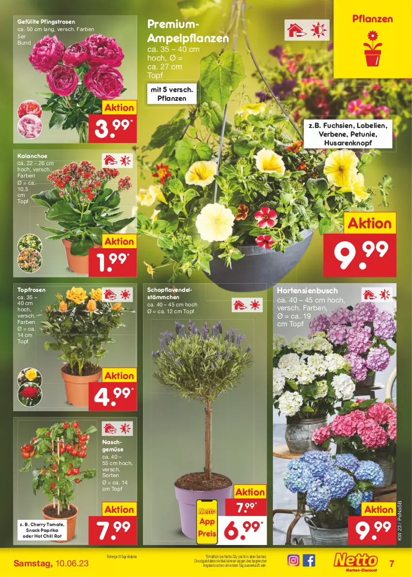 Aktueller Prospekt Netto Marken-Discount - Filial-Angebote - von 05.06 bis 10.06.2023 - strona 7 - produkty: angebot, bestpreis, chili, eis, hortensie, hortensien, hot chili, Kalanchoe, lavendel, Lobelie, mam, paprika, petunie, Pfingstrosen, pflanze, pflanzen, reis, rosen, snack, Ti, tomate, topf, ZTE