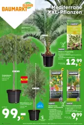 Gazetka promocyjna  - Gazetka - ważna od 30.05 do 30.05.2026 - strona 16 - produkty: alpro, Bau, dünger, erde, Feigen, Ficus, globus fachmärkte, olive, oliven, sac, Spezi, Ti, topf