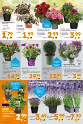 Gazetka promocyjna  - Gazetka - ważna od 30.05 do 30.05.2026 - strona 2 - produkty: auer, Bau, blume, Blüte, buch, geranie, geranien, gewürz, HP, Kraut, kräuter, kräutern, küche, Kugel, lamm, lavendel, LG, Pelargonium, rosen, rum, stauden, Ti, topf