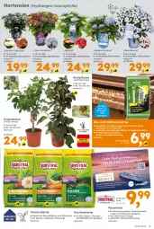 Gazetka promocyjna  - Gazetka - ważna od 30.05 do 30.05.2026 - strona 3 - produkty: auer, Bau, Bauer, beutel, bio, Blüte, dünger, erde, Feigen, Ficus, hortensie, hortensien, hydrangea, hydrangea macrophylla, kiwi, kräuter, LG, mac, obst, rasen, Rasenerde, Rollrasen, sac, Ti, topf, usb, wasser