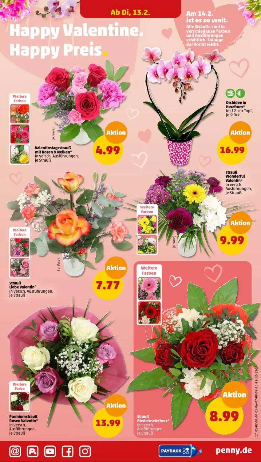 Aktueller Prospekt Penny - Prospekte - von 12.02 bis 17.02.2024 - strona 17 - produkty: orchidee, rosen, Ti, topf