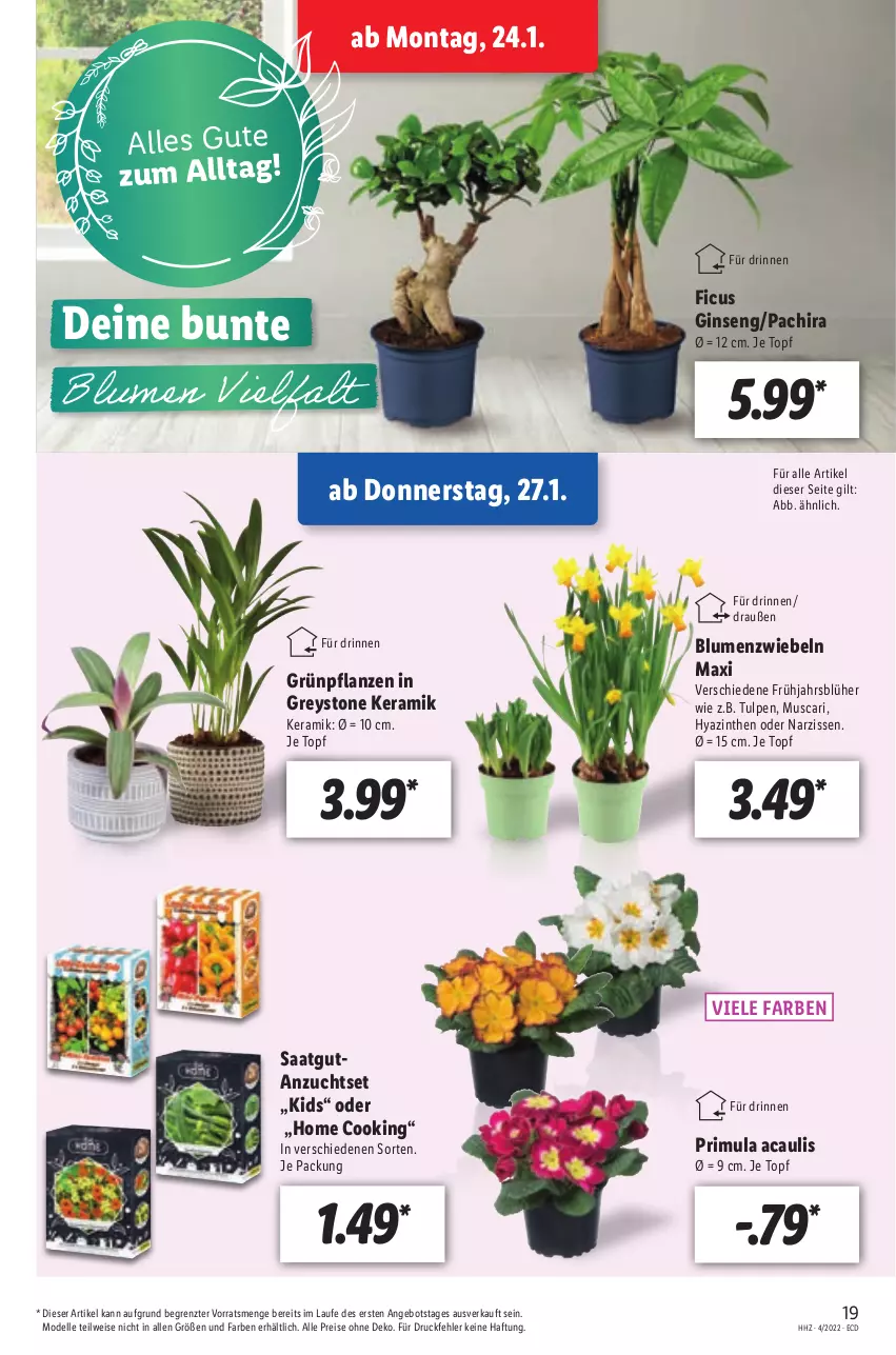 Aktueller Prospekt Lidl - Aktionsprospekt - von 24.01 bis 29.01.2022 - strona 19 - produkty: angebot, blume, blumen, dell, eis, elle, Ficus, gin, Grünpflanzen, Mode, Narzissen, Pachira, pflanze, pflanzen, reis, Ti, topf, ZTE, zwiebel, zwiebeln