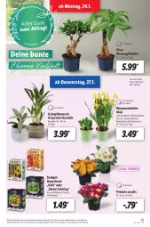 Gazetka promocyjna Lidl - Aktionsprospekt - Gazetka - ważna od 29.01 do 29.01.2022 - strona 19 - produkty: angebot, blume, blumen, dell, eis, elle, Ficus, gin, Grünpflanzen, Mode, Narzissen, Pachira, pflanze, pflanzen, reis, Ti, topf, ZTE, zwiebel, zwiebeln