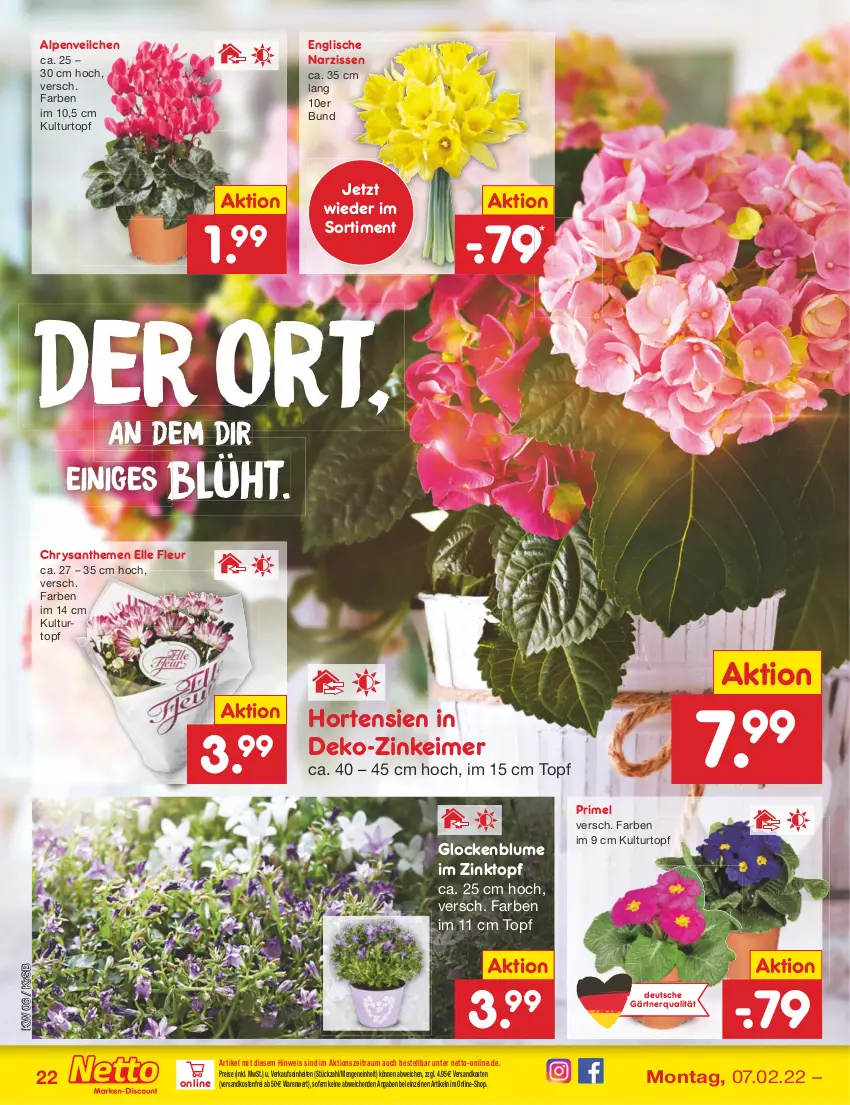 Aktueller Prospekt Netto Marken-Discount - Filial-Angebote - von 07.02 bis 12.02.2022 - strona 22 - produkty: Alpenveilchen, blume, chrysanthemen, eimer, eis, elle, hortensie, hortensien, kulturtopf, Narzissen, ndk, reis, Ti, topf, versandkostenfrei