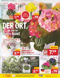 Gazetka promocyjna Netto Marken-Discount - Filial-Angebote - Gazetka - ważna od 12.02 do 12.02.2022 - strona 22 - produkty: Alpenveilchen, blume, chrysanthemen, eimer, eis, elle, hortensie, hortensien, kulturtopf, Narzissen, ndk, reis, Ti, topf, versandkostenfrei