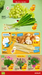 Gazetka promocyjna Penny - Prospekte - Gazetka - ważna od 20.04 do 20.04.2024 - strona 3 - produkty: eis, elle, geranie, lavendel, Schal, Schale, spargel, tafeltrauben, topf, trauben