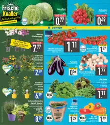 Gazetka promocyjna E Center - Angebote der Woche - Gazetka - ważna od 17.06 do 17.06.2023 - strona 2 - produkty: aubergine, bio, blattspinat, blume, Blüte, braun, champignon, champignons, champignons braun, cola, eier, eis, eisbergsalat, ente, feldsalat, gin, hortensie, Kraut, lavendel, mini-rispentomaten, orchidee, paprika, petersilie, pflanze, pflanzen, phalaenopsis, radieschen, reis, rispentomaten, rucola, salat, salate, Schal, Schale, spinat, Strohblume, super-knüller, Ti, tomate, tomaten, topf