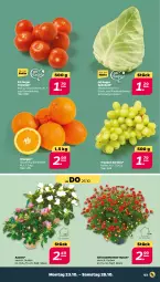 Gazetka promocyjna Netto - Woche 43 - Gazetka - ważna od 28.10 do 28.10.2023 - strona 3 - produkty: chrysanthemen, orange, orangen, sac, spitzkohl, tomate, tomaten, topf, trauben