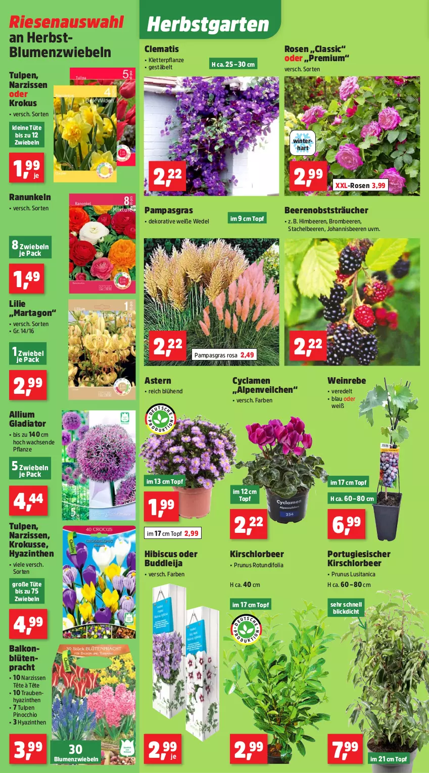 Aktueller Prospekt Thomas Philipps - von 22.09 bis 27.09.2025 - strona 2 - produkty: Alpenveilchen, beere, beeren, blume, blumen, Blüte, brombeere, brombeeren, Garten, himbeer, himbeere, himbeeren, johannisbeere, Johannisbeeren, kirsch, leine, Narzissen, obst, pflanze, rosen, Stachelbeeren, Ti, topf, trauben, Tüte, wedel, wein, zwiebel, zwiebeln