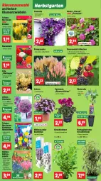 Gazetka promocyjna Thomas Philipps - Gazetka - ważna od 27.09 do 27.09.2025 - strona 2 - produkty: Alpenveilchen, beere, beeren, blume, blumen, Blüte, brombeere, brombeeren, Garten, himbeer, himbeere, himbeeren, johannisbeere, Johannisbeeren, kirsch, leine, Narzissen, obst, pflanze, rosen, Stachelbeeren, Ti, topf, trauben, Tüte, wedel, wein, zwiebel, zwiebeln