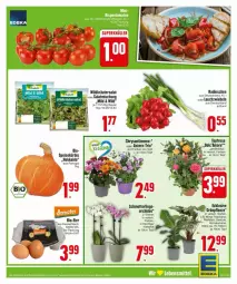 Gazetka promocyjna Edeka - Prospekte - Gazetka - ważna od 17.08 do 17.08.2024 - strona 5 - produkty: beutel, bio, chrysanthemen, deka, eier, eis, kräuter, Lauchzwiebel, lauchzwiebeln, Mett, orchidee, radieschen, rel, salat, Schmetterling, Ti, topf, Wild, zwiebel, zwiebeln