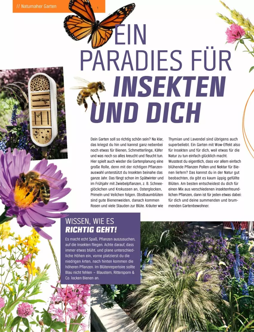 Aktueller Prospekt Obi - Prospekte - von 18.04 bis 31.05.2022 - strona 40 - produkty: aust, Austern, Bau, Blüte, Garten, käfer, kräuter, lavendel, LG, Liege, mac, Mett, natur, Nektar, obst, pflanze, pflanzen, Primeln, ritter, rosen, rum, Schmetterling, sekt, stauden, Ti, zwiebel