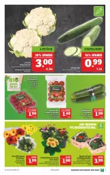 Gazetka promocyjna Marktkauf - Prospekt - Gazetka - ważna od 05.03 do 05.03.2022 - strona 11 - produkty: beere, beeren, bett, bio, blume, blumen, blumenkohl, cherrytomaten, deka, eis, gurke, himbeer, himbeere, himbeeren, salat, Salatgurke, Schal, Schale, Ti, tomate, tomaten, zucchini