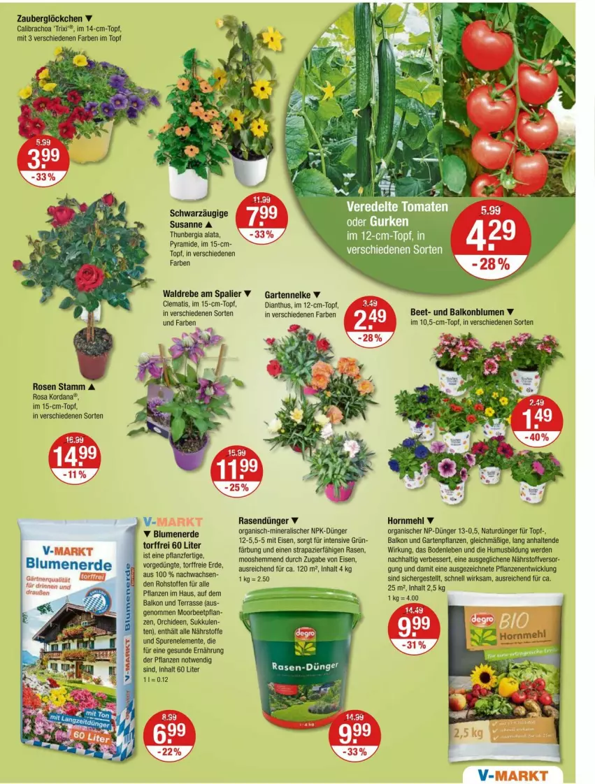 Aktueller Prospekt Vmarkt - Prospekte - von 18.04 bis 24.04.2024 - strona 19 - produkty: blume, blumen, blumenerde, calibrachoa, dünger, eis, ente, erde, Garten, gartennelke, Gartenpflanze, mehl, natur, orchidee, orchideen, pflanze, pflanzen, rasen, rasendünger, rosen, Ti, topf, usb, WICK, zauberglöckchen