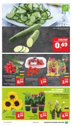 Gazetka promocyjna Marktkauf - Prospekt - Gazetka - ważna od 25.06 do 25.06.2022 - strona 9 - produkty: gurke, Lauchzwiebel, lauchzwiebeln, radieschen, Romatomaten, salat, Salatgurke, Schal, Schale, Ti, tomate, tomaten, zwiebel, zwiebeln