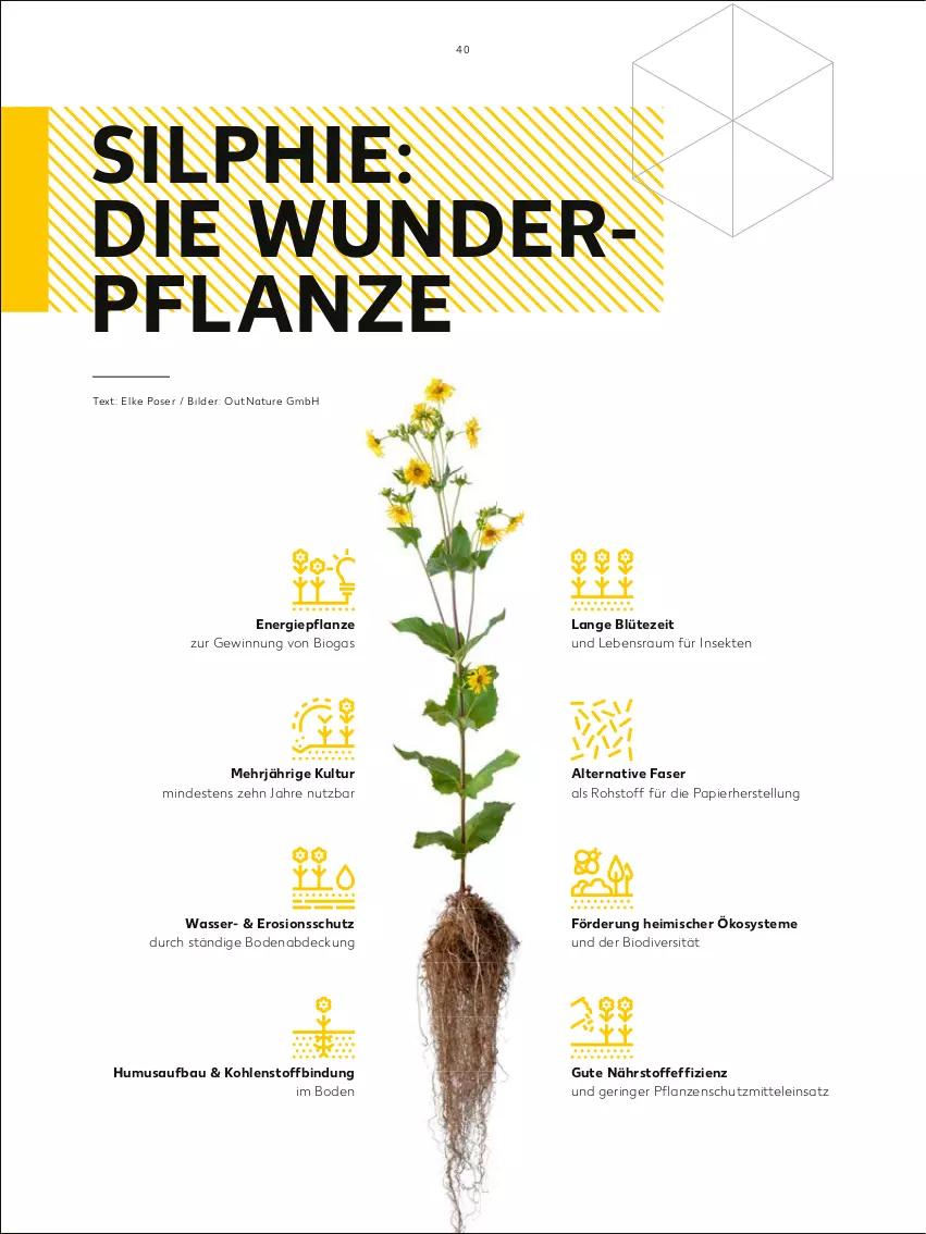 Aktueller Prospekt Kaufland - Frühjahrsausgabe von „Das gute Leben“ - von 06.03 bis 28.04.2023 - strona 40 - produkty: Bau, bio, Blüte, natur, papier, pflanze, pflanzen, ring, sekt, Ti, wasser