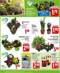 Gazetka promocyjna Edeka - Prospekte - Gazetka - ważna od 16.03 do 16.03.2024 - strona 4 - produkty: auer, beutel, Blüte, erde, kissen, Narzissen, Primeln, Schmuck, stauden, Ti, topf, usb, zwiebel, zwiebeln