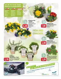 Gazetka promocyjna Feneberg - Prospekte - Gazetka - ważna od 23.03 do 23.03.2024 - strona 12 - produkty: angebot, angebote, auer, Bad, blume, blumen, buch, chloe, elle, emmi, erde, Garten, gewürz, korb, lavendel, LG, Ofen, pflanze, pflanzen, rosmarin, topf