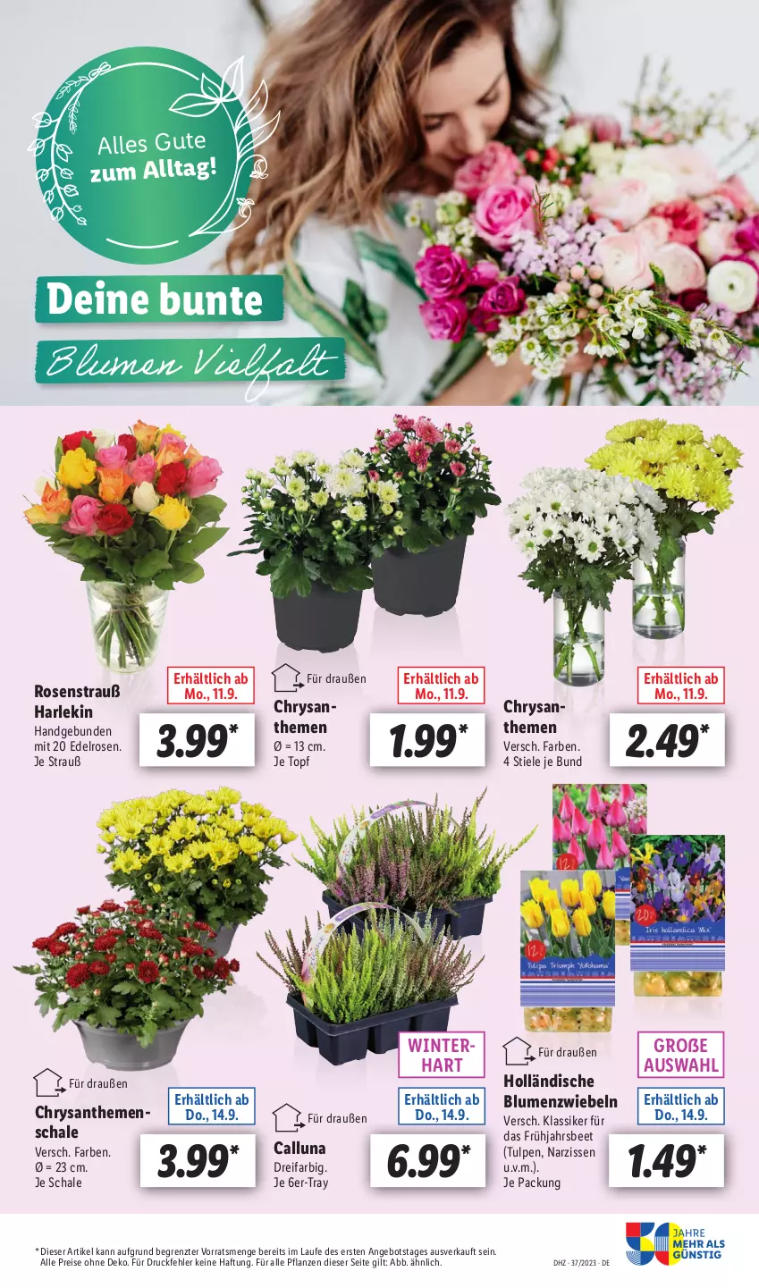 Aktueller Prospekt Lidl - Aktionsprospekt - von 11.09 bis 16.09.2023 - strona 57 - produkty: angebot, blume, blumen, chrysanthemen, eis, Narzissen, pflanze, pflanzen, reis, rosen, Rosenstrauß, Schal, Schale, Ti, topf, ZTE, zwiebel, zwiebeln