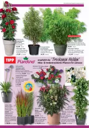 Gazetka promocyjna Bauhaus - Prospekte - Gazetka - ważna od 27.05 do 27.05.2023 - strona 5 - produkty: bambus, Blüte, Clin, ente, erde, Garten, kirsch, Läufer, LG, natur, pflanze, pflanzen, Pflanzkasten, Pflanztopf, Ria, Schmuck, Ti, topf, übertopf, Untersetzer, wasser