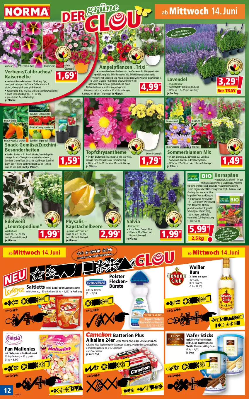 Aktueller Prospekt Norma - Norma - von 12.06 bis 19.06.2023 - strona 12 - produkty: Bagel, ball, batterie, batterien, beere, blume, blumen, Blüte, bürste, calibrachoa, cosmea, cracker, dünger, eis, flasche, Garten, Gartenpflanze, gurke, Kaiser, kraft, kulturtopf, lachs, lavendel, lion, Lobelie, löwenmaul, mac, meersalz, natur, orange, paprika, petunie, petunien, pflanze, pflanzen, Physalis, rind, rum, rwe, sahne, saltletts, salz, snack, teppich, Ti, tisch, tomate, topf, übertopf, vanille, vita, Waffelröllchen, WICK, zucchini