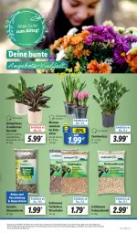 Gazetka promocyjna Lidl - Aktionsprospekt - Gazetka - ważna od 13.01 do 13.01.2024 - strona 15 - produkty: angebot, Bau, blume, blumen, coupon, eimer, eis, erdnuss, Mode, nuss, pflanze, reis, Streufutter, Ti, topf, ZTE, zwiebel, zwiebeln