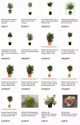 Gazetka promocyjna Obi - Prospekte - Gazetka - ważna od 08.11 do 08.11.2023 - strona 14 - produkty: Bau, citrus, kokos, kübelpflanzen, LG, limo, olive, oliven, orange, orangen, pflanze, pflanzen, Ti, topf, zitrone, zitronen