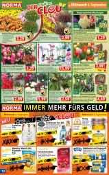 Gazetka promocyjna Norma - Norma - Gazetka - ważna od 11.09 do 11.09.2023 - strona 12 - produkty: alkohol, Alpenveilchen, auer, Bad, Bau, Bauer, beere, beeren, beutel, blume, blumen, Blüte, bügel, Cognac, flasche, grana, green tea, honig, kirsch, kosmetik, kulturtopf, lavendel, LG, messer, monster, müllbeutel, Narzissen, pflanze, pflanzen, phalaenopsis, pils, Pommels, premium pils, Rana, raspberry, schoko, schokolade, sonnenblume, sonnenblumen, tafelschokolade, Ti, topf, tragegriff, triumph, tuc, übertopf, zwiebel, zwiebeln