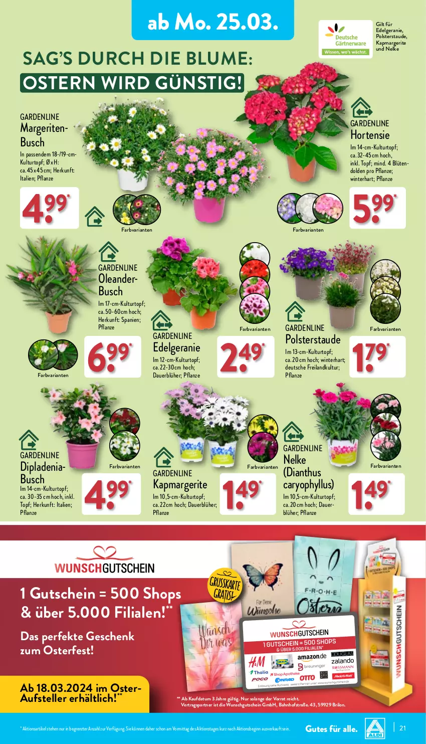 Aktueller Prospekt Aldi Nord - Von Montag - von 25.03 bis 30.03.2024 - strona 21 - produkty: abus, auer, blume, Blüte, Brei, dip, dipladenia, elle, geranie, gin, gutschein, hortensie, kulturtopf, LG, ndk, pflanze, Ria, teller, Ti, topf, Yo, ZTE